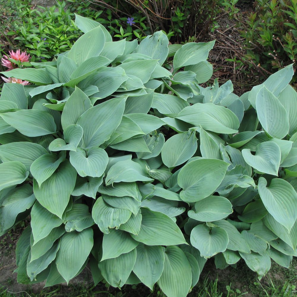 Hosta 'Halcyon'