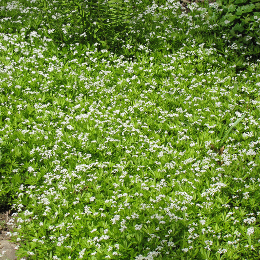 Galium odoratum