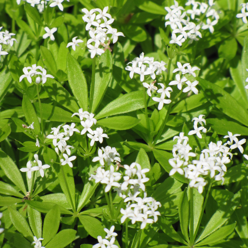 Sweet Woodruff