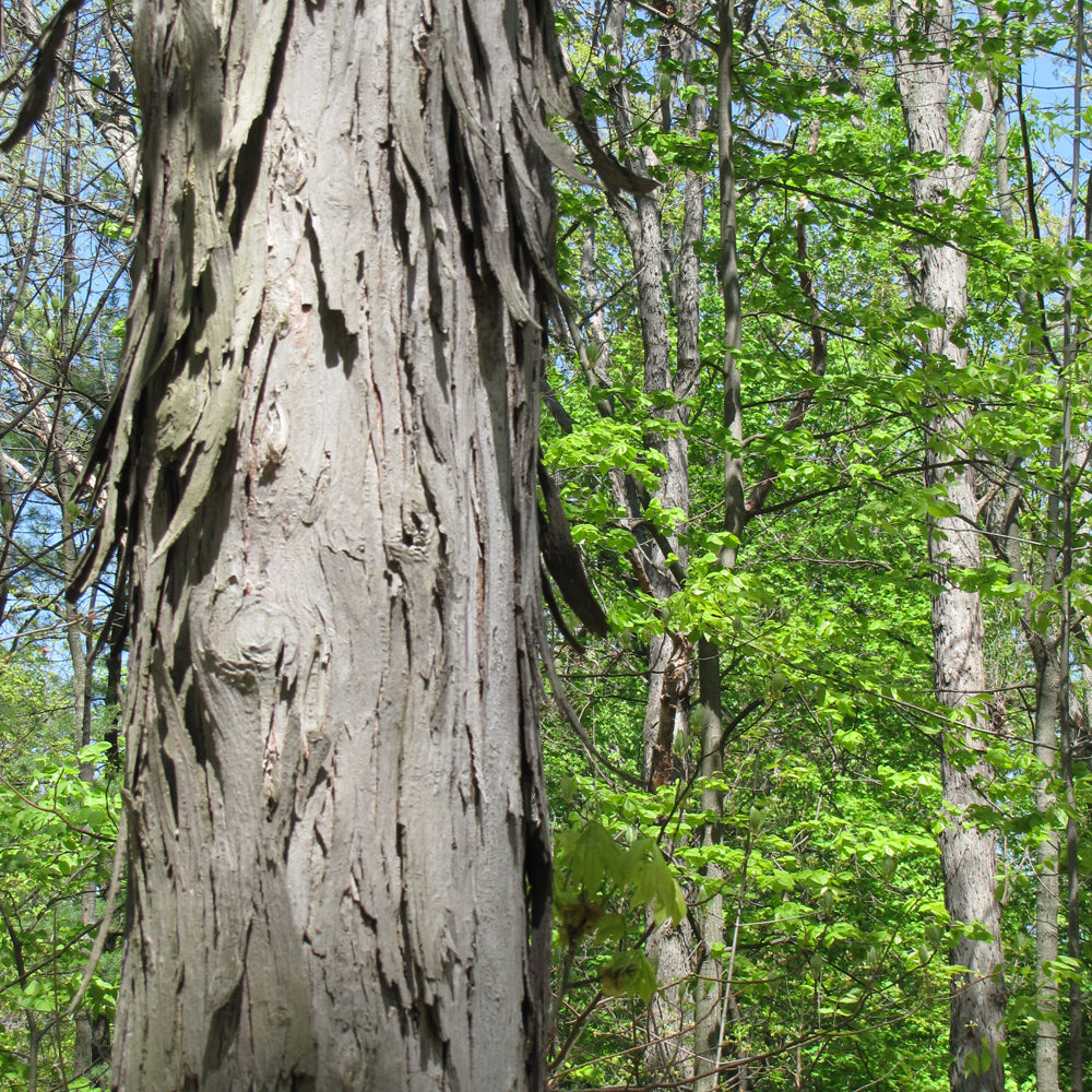 Shagbark Hickory