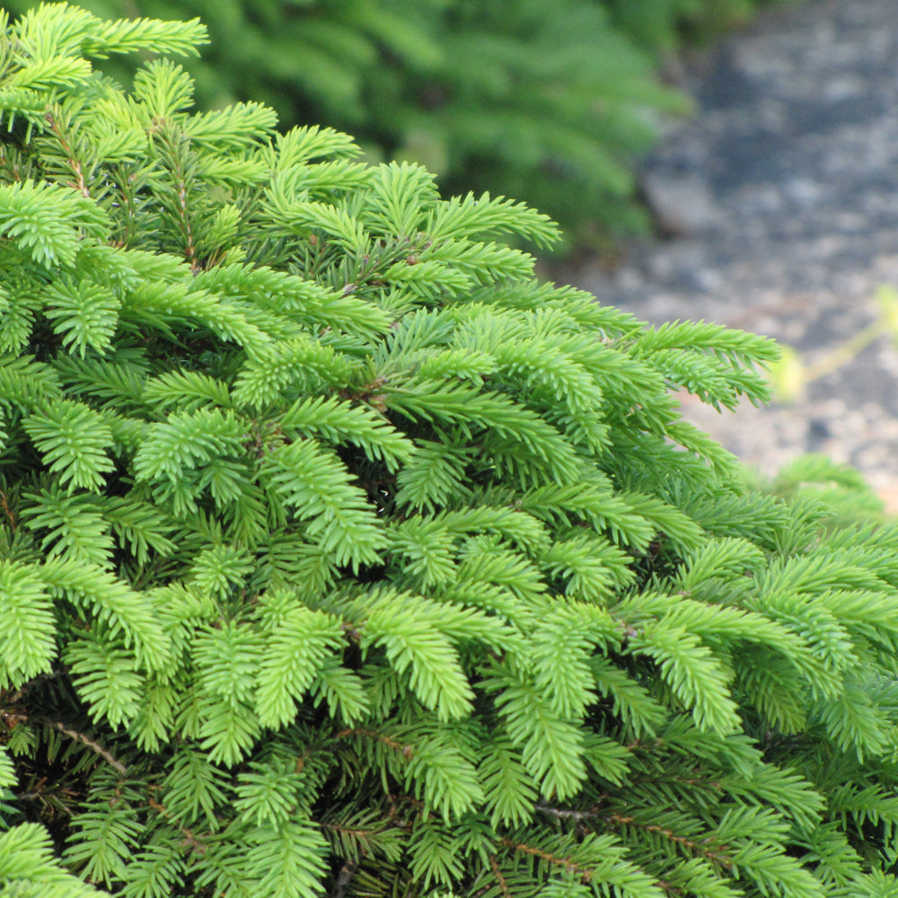 Birds Nest Spruce