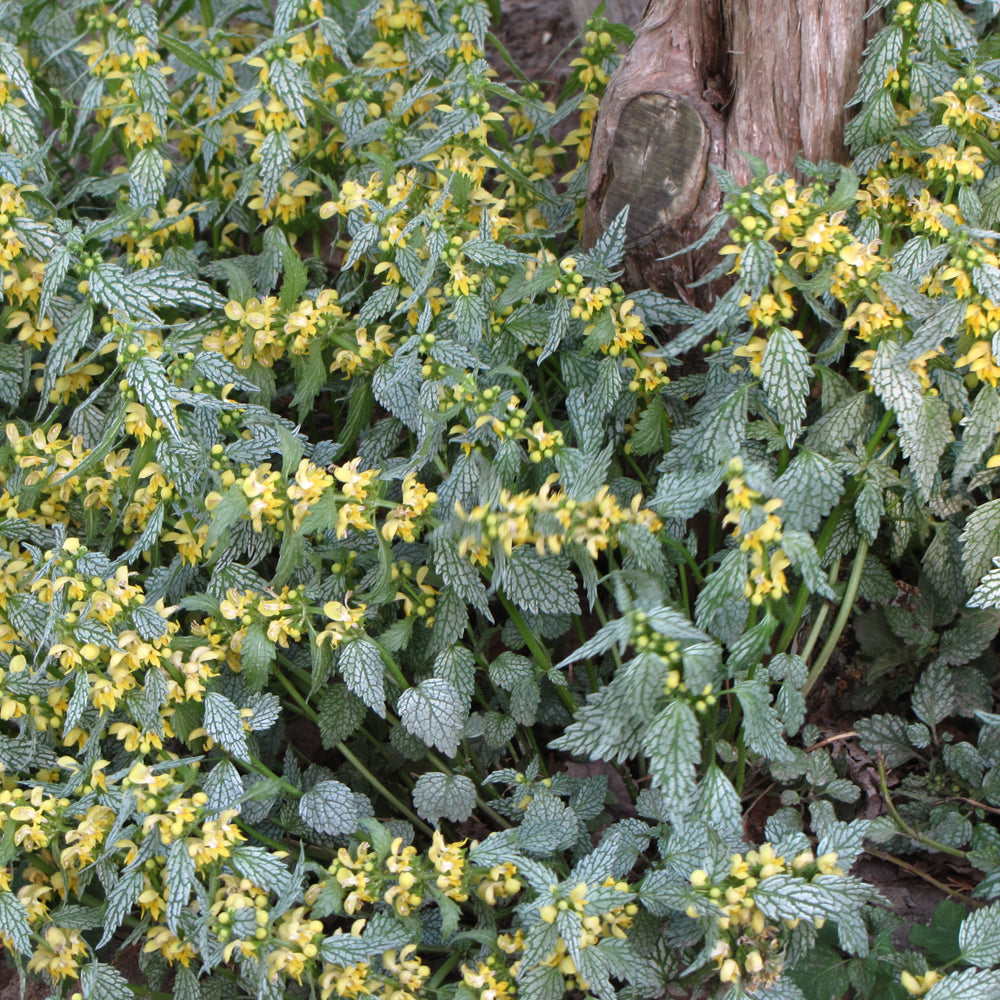 Hermann's Pride Yellow Archangel