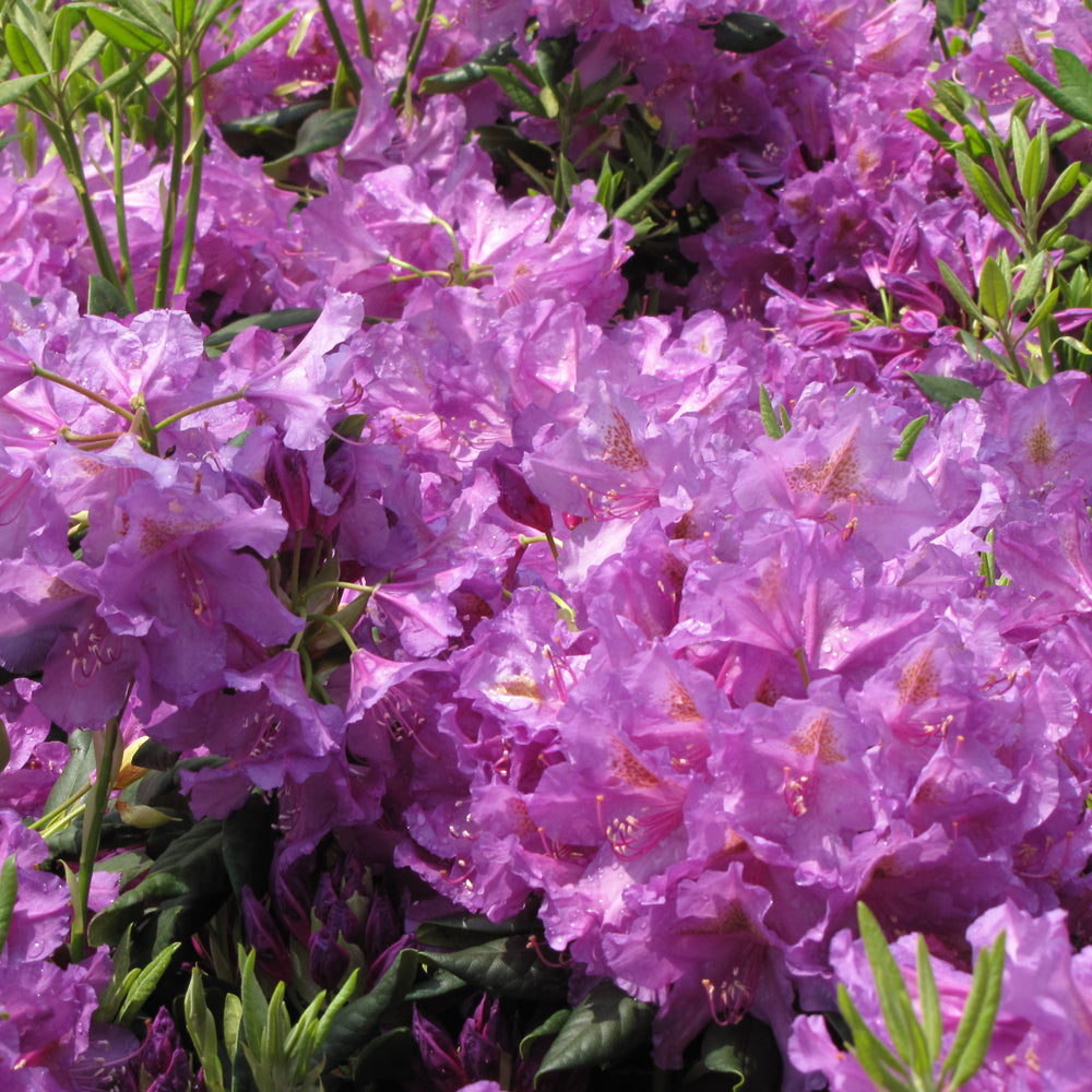 Lee's Dark Purple Rhododendron