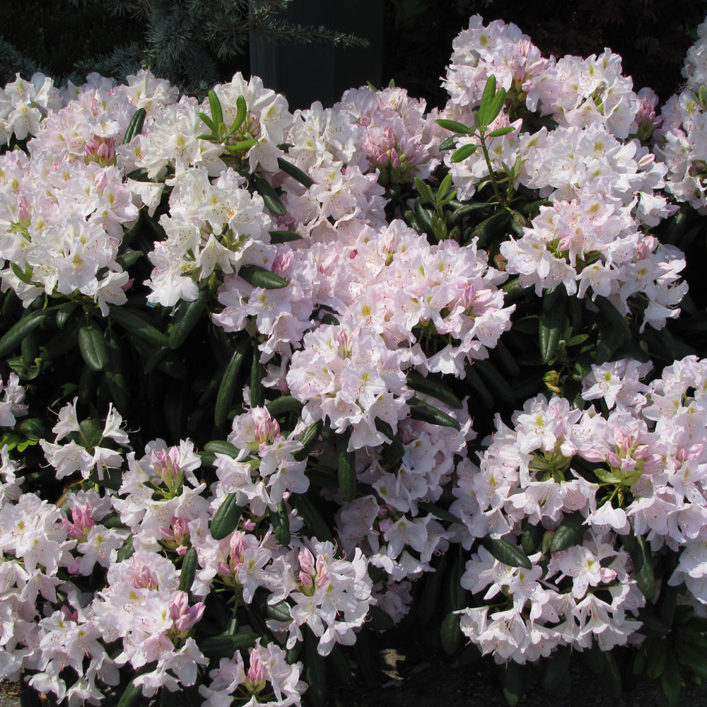 White Catawba Rhododendron