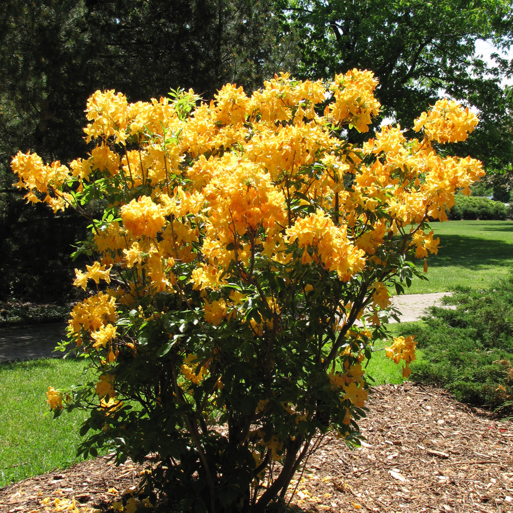 Golden Lights Azalea