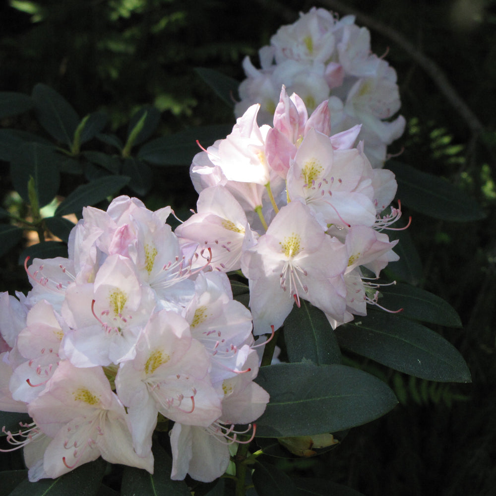 Rhododendron catawbiense 'Album'