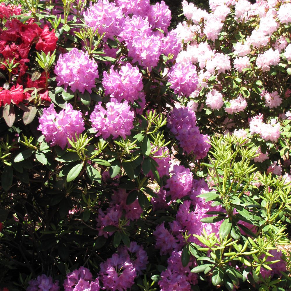 Boursault Rhododendron