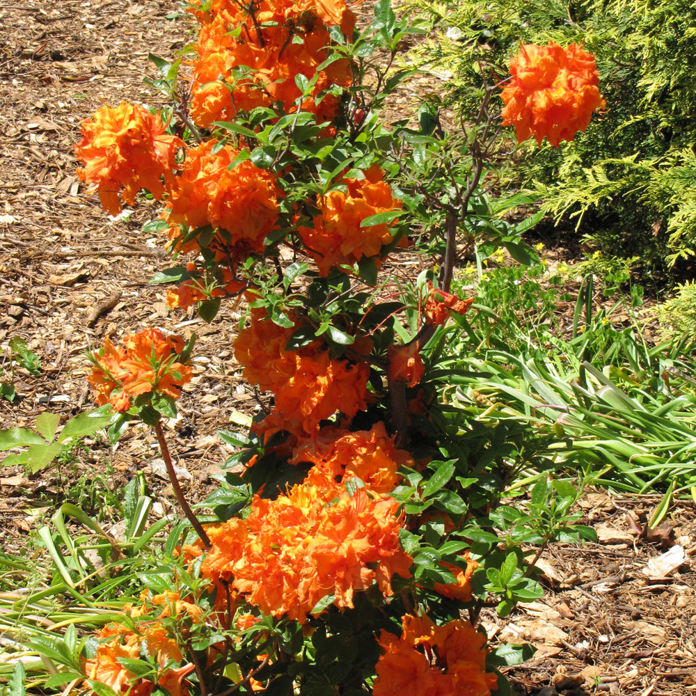 Gibraltar Azalea