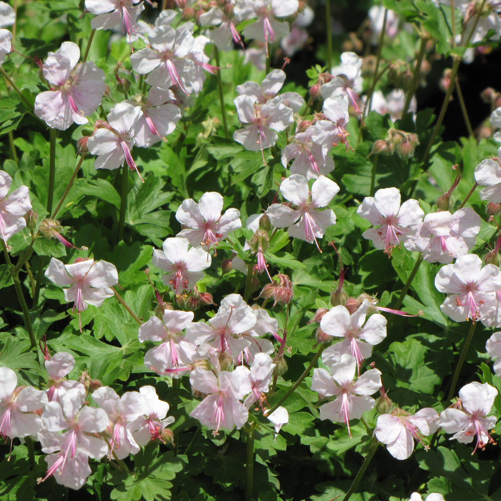 Geranium x cantabrigiense 'Biokovo'