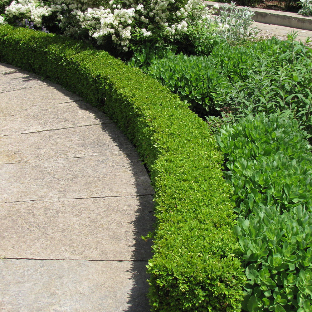 Green Velvet Boxwood