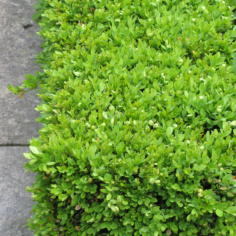 Green Velvet Boxwood