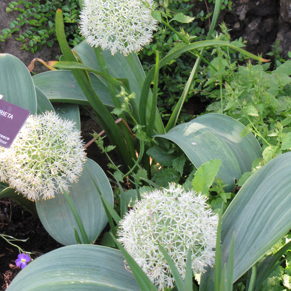 Allium karataviense 'Ivory Queen'