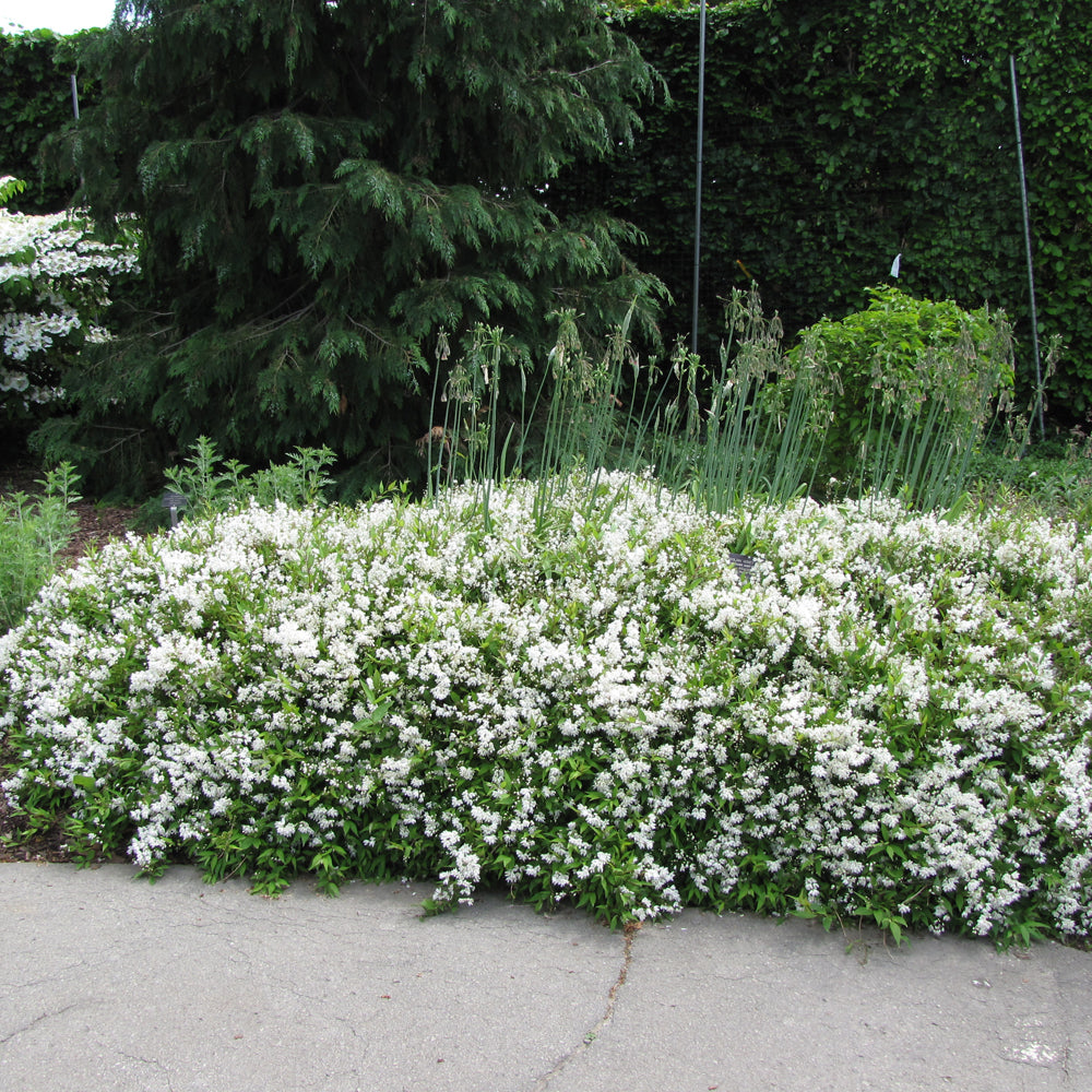 Deutzia gracilis 'Nikko'