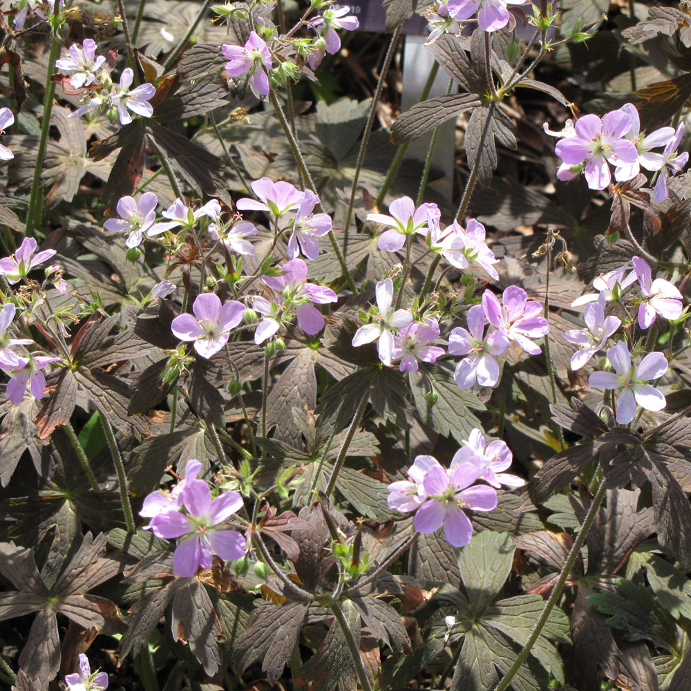 Espresso Cranesbill