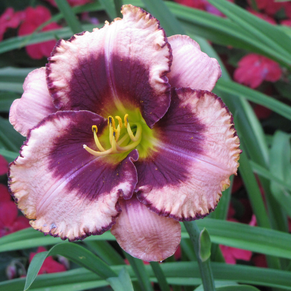 Daring Deception Daylily