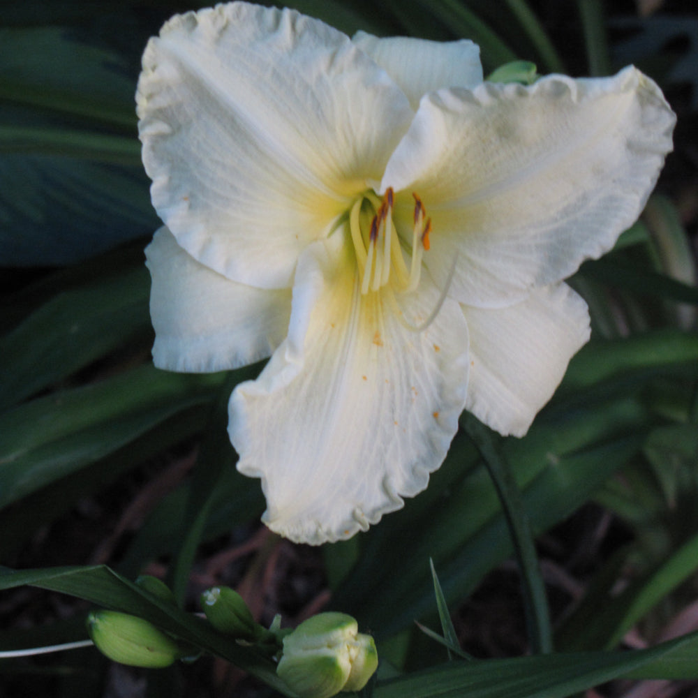 Hemerocallis 'Sunday Gloves'