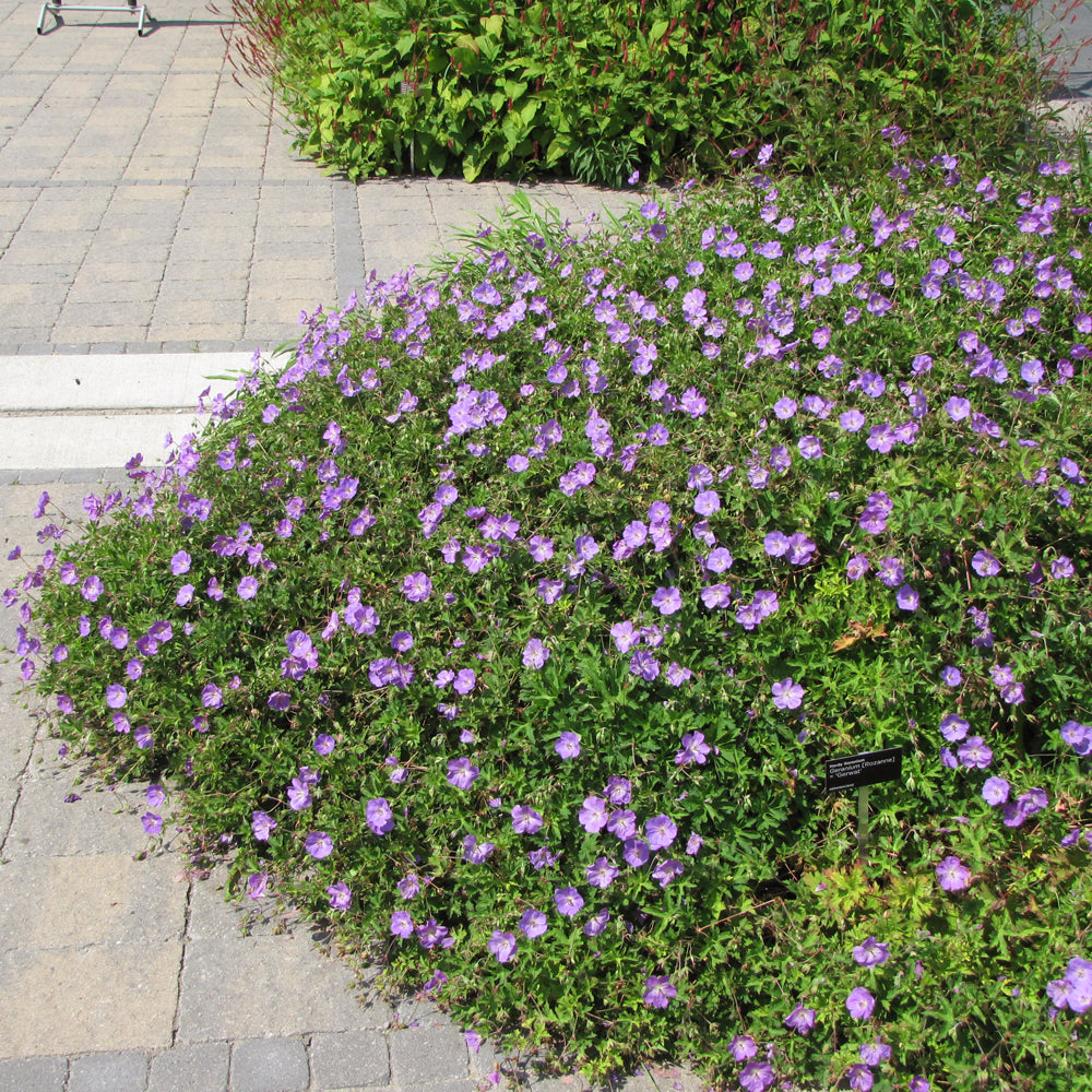 Rozanne Cranesbill