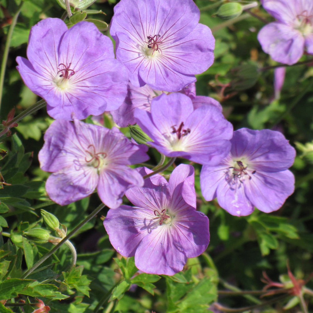 Rozanne Cranesbill