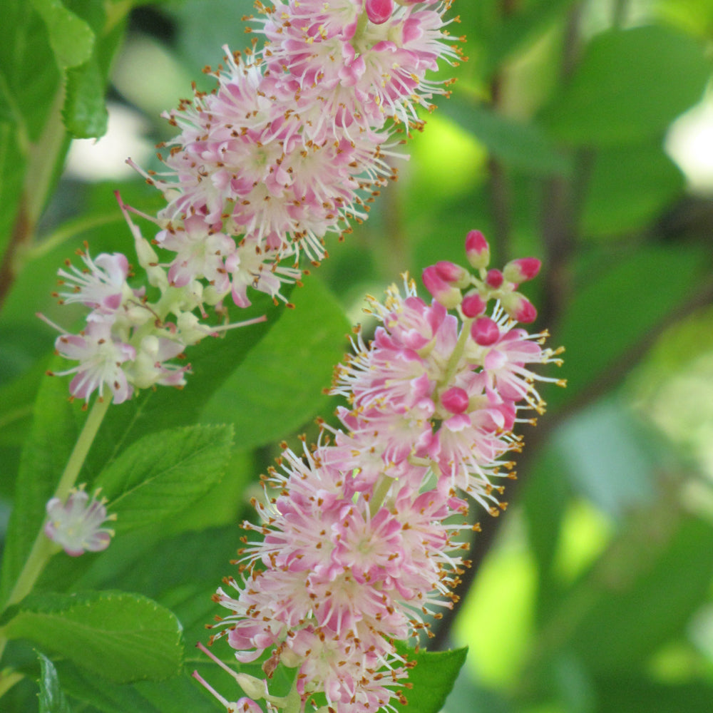 Clethra alnifolia 'Ruby Spice'