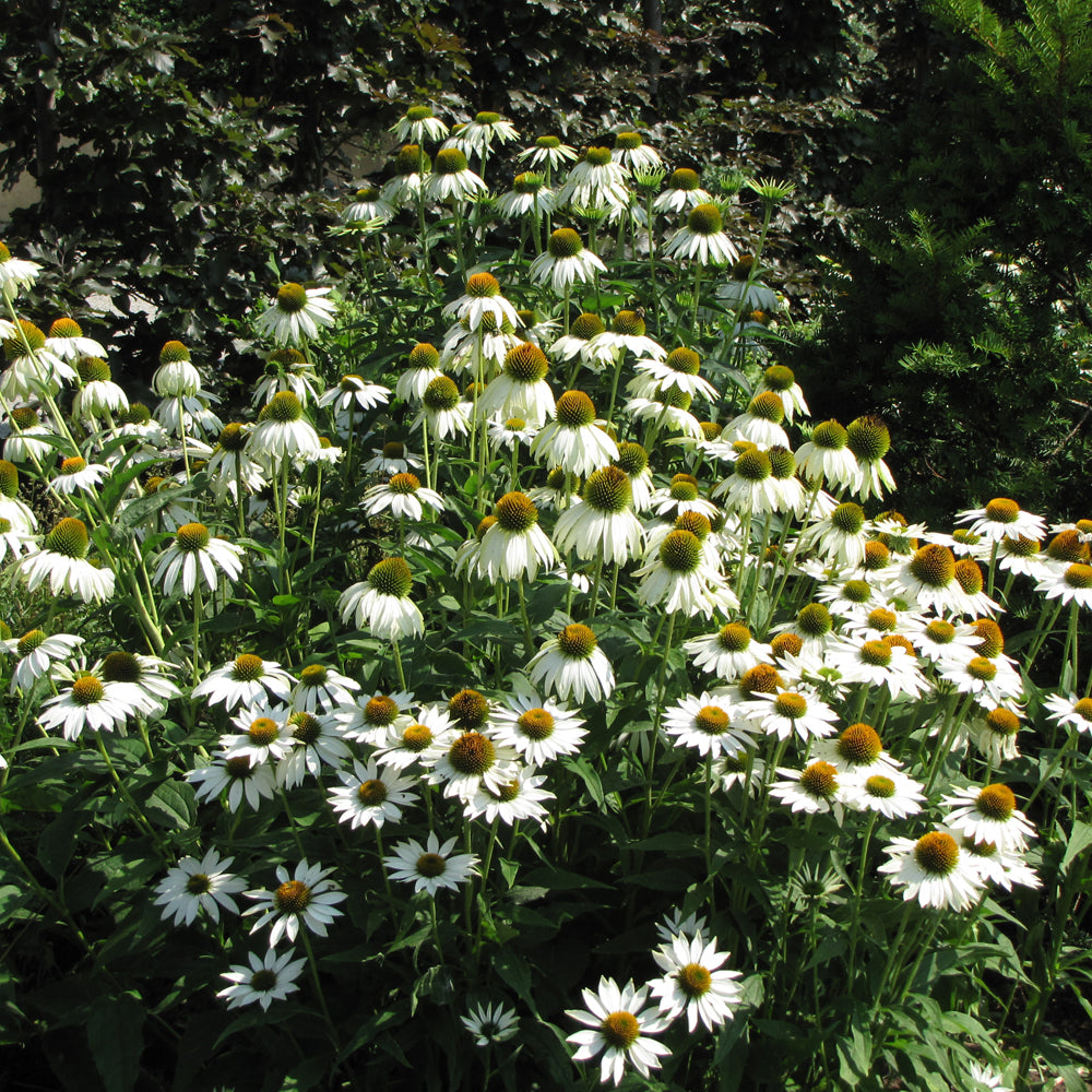 White Swan Coneflower