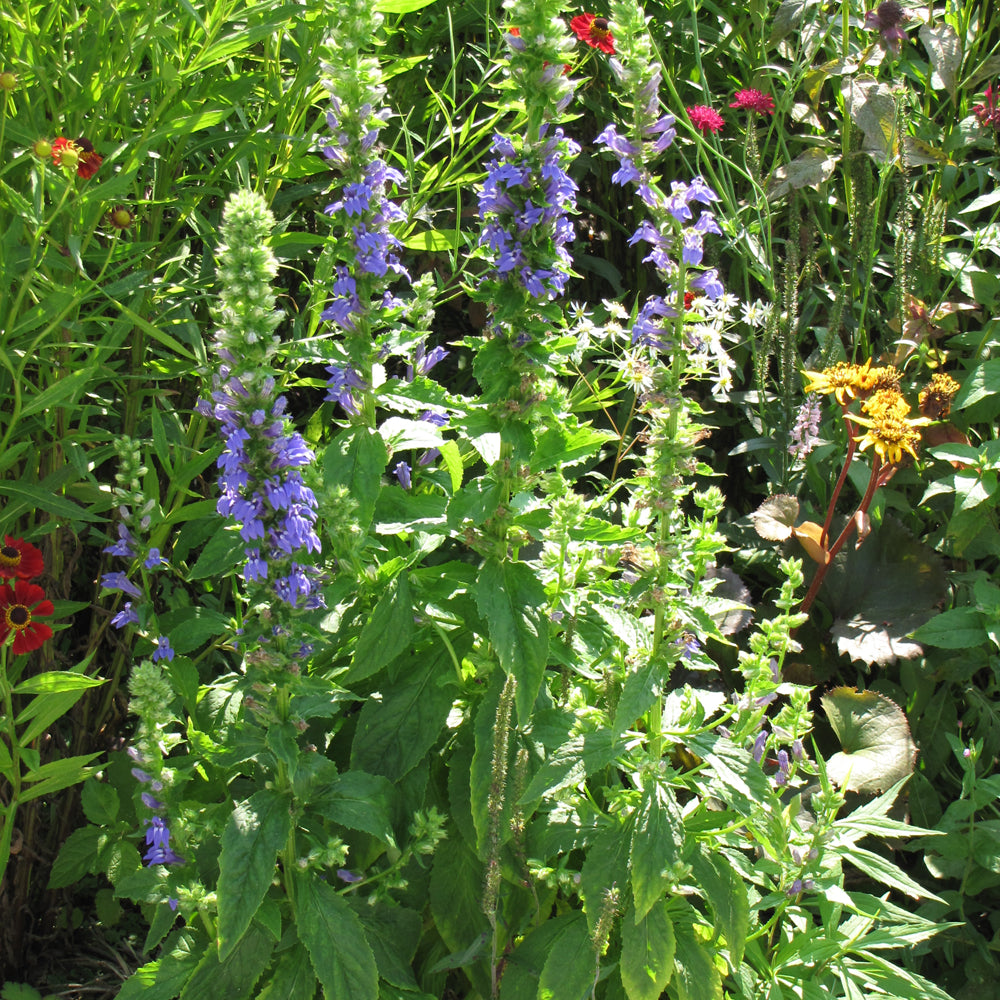 Blue Cardinal Flower