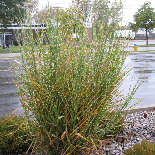 Miscanthus sinensis 'Strictus'