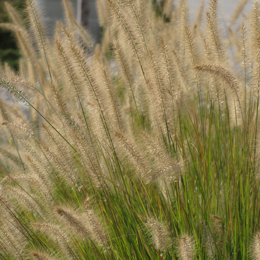 Hameln Dwarf Fountain Grass