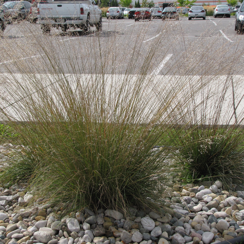 Prairie Dropseed