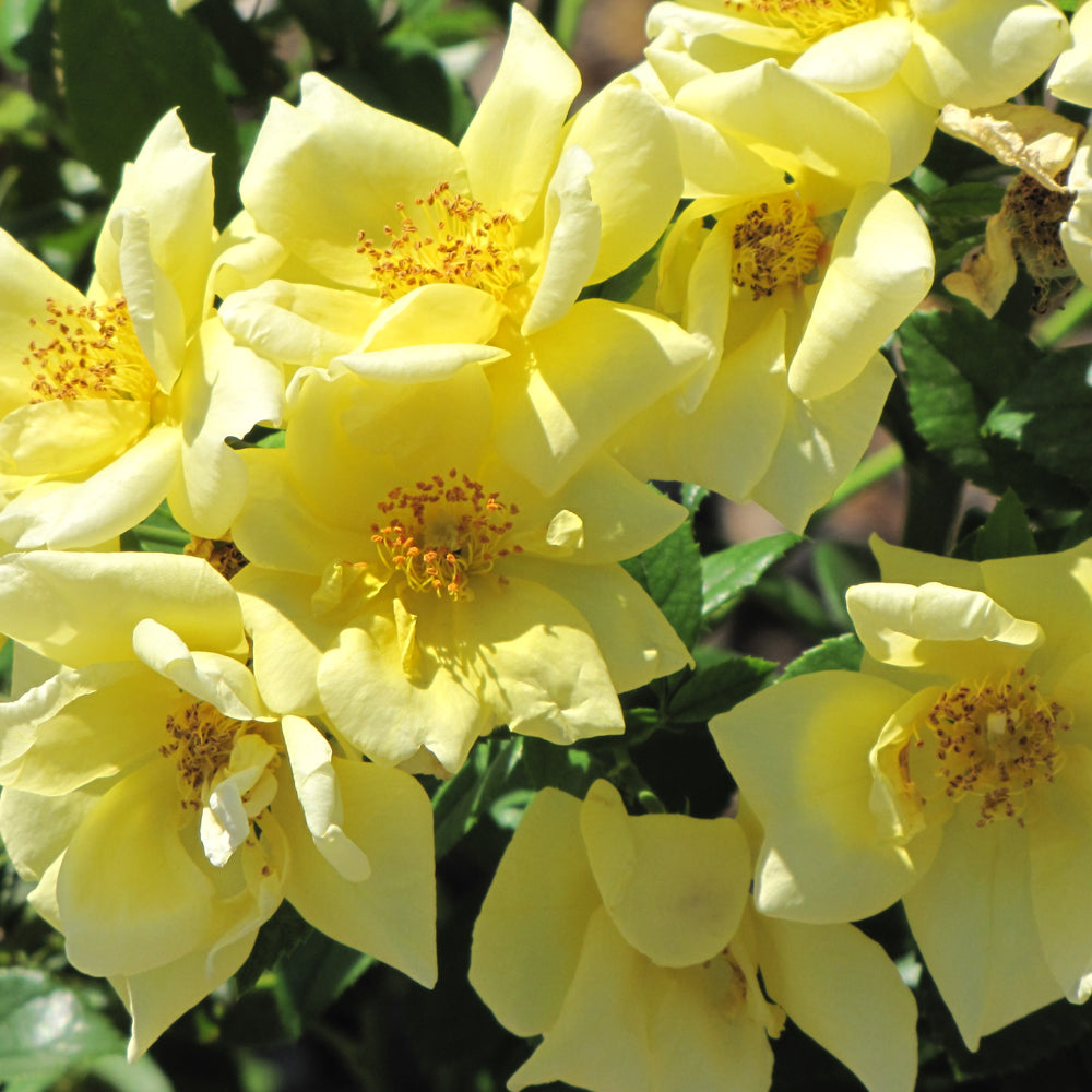 Weston Roses Flower Carpet Yellow Rose – Weston Nurseries