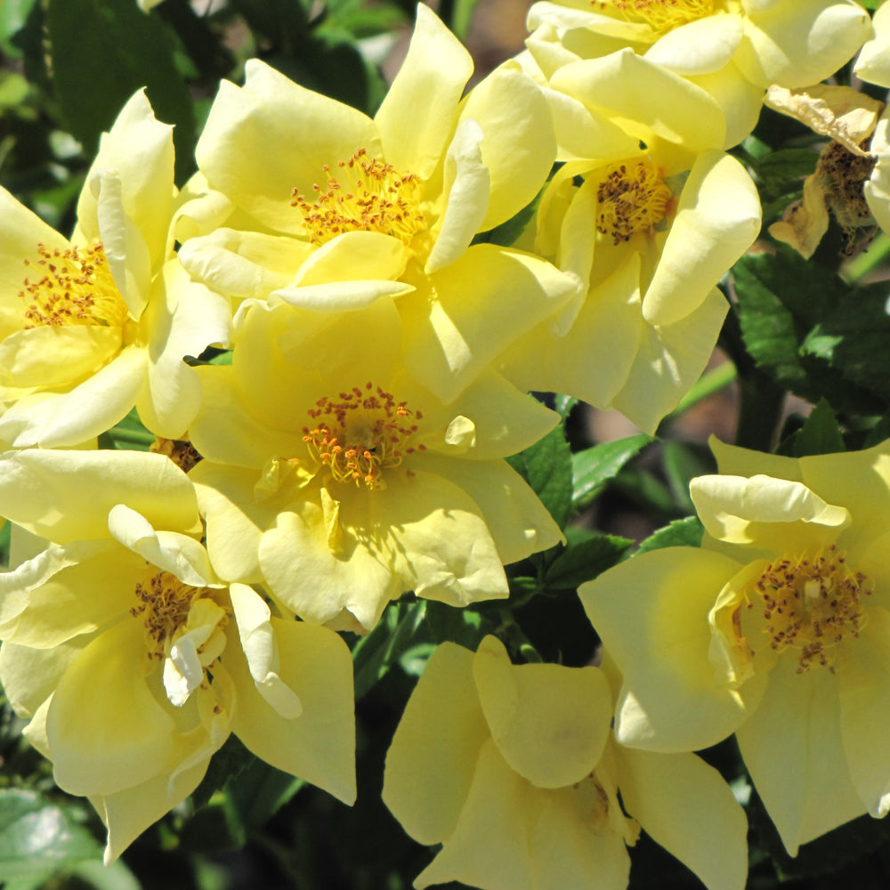 Rosa 'Flower Carpet Yellow'