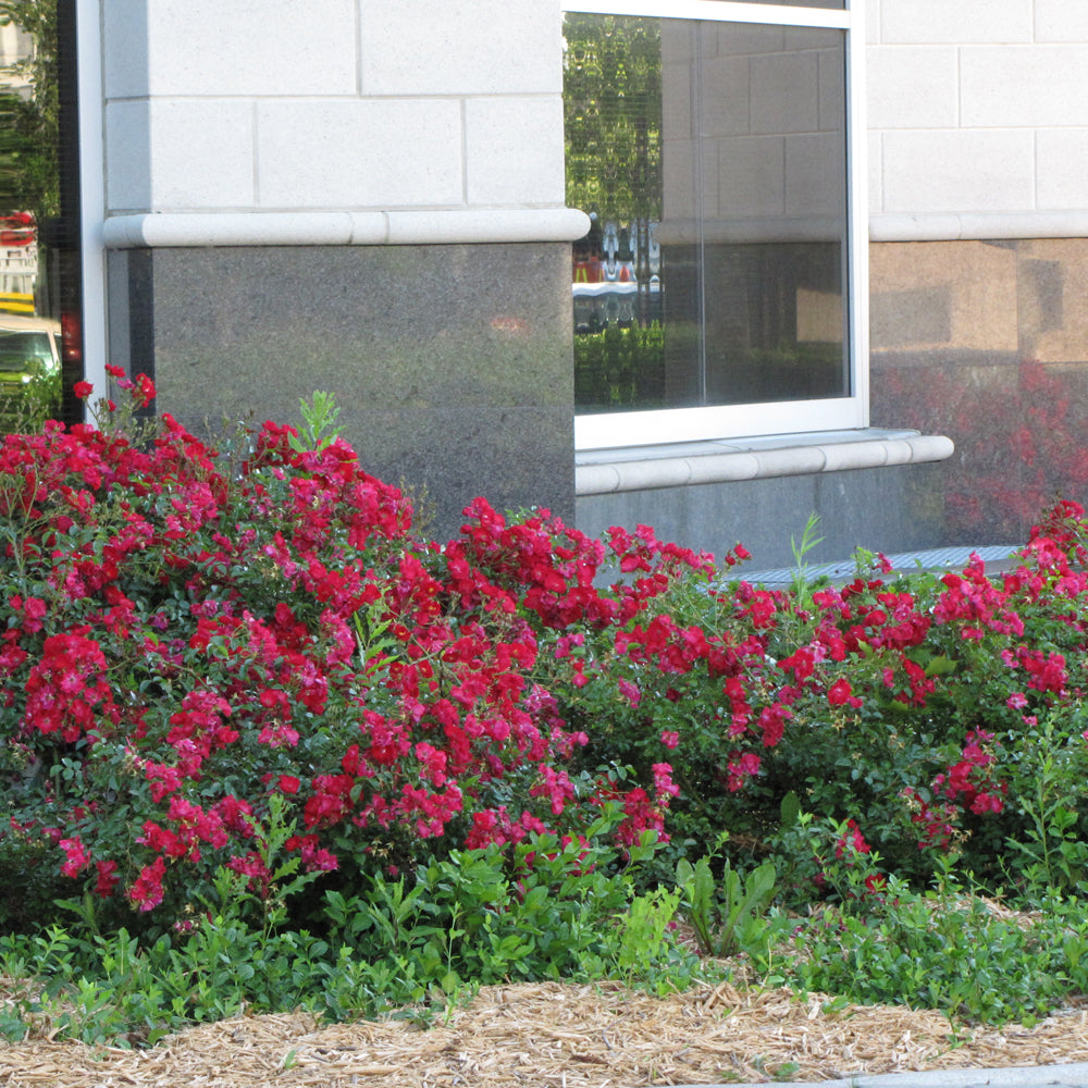 Flower Carpet Red Rose