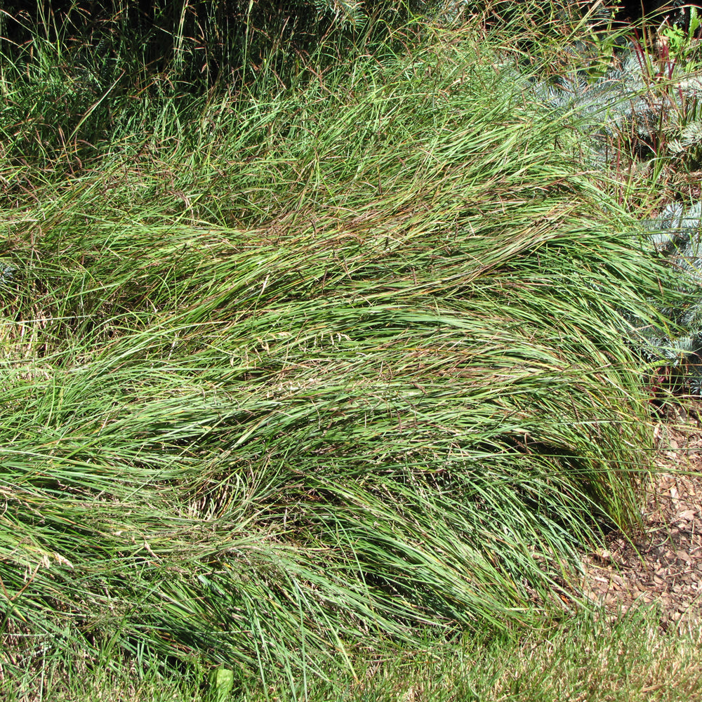 Carex flacca