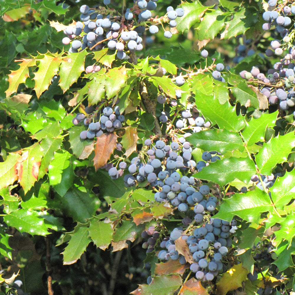 Oregon Grape