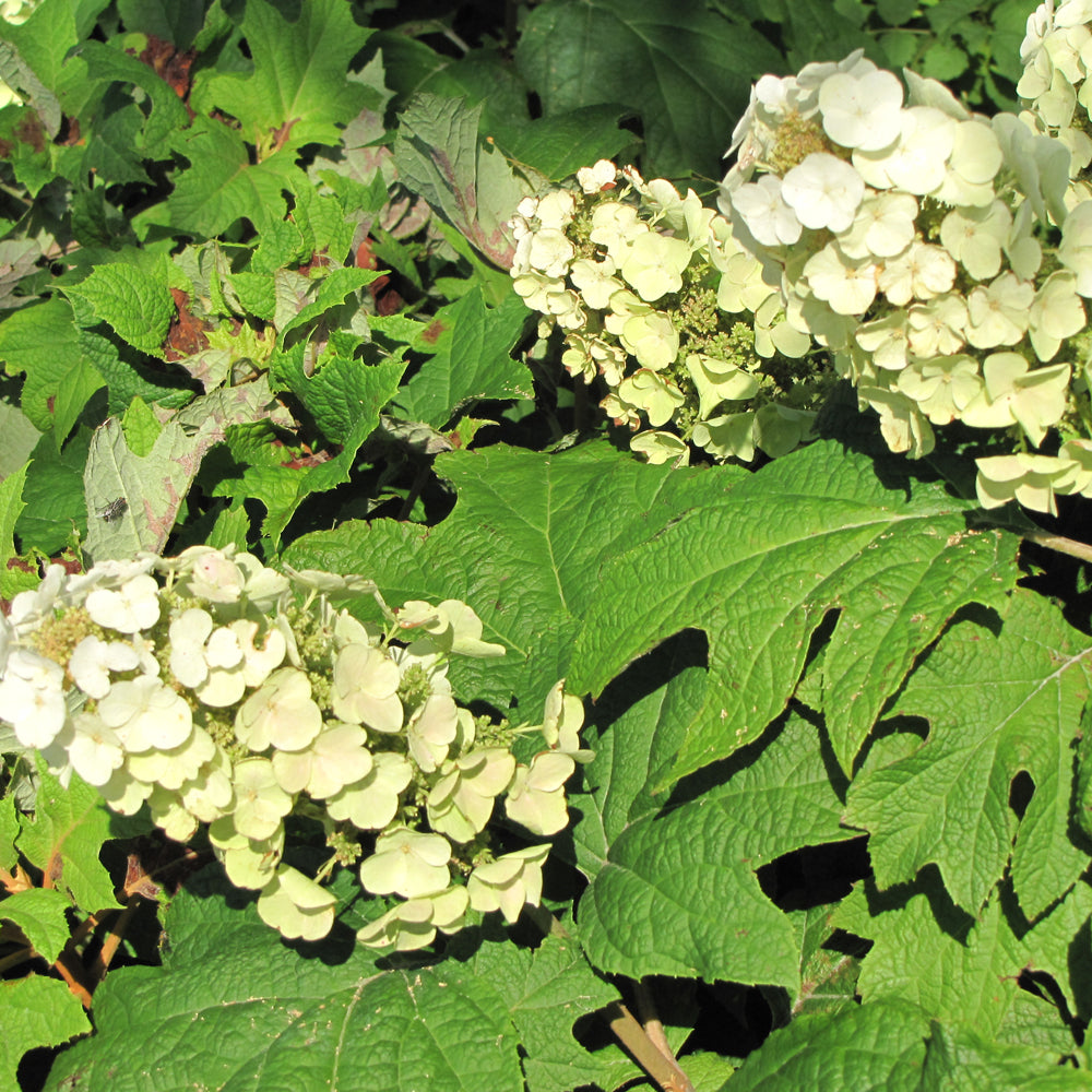 Snow Queen Hydrangea