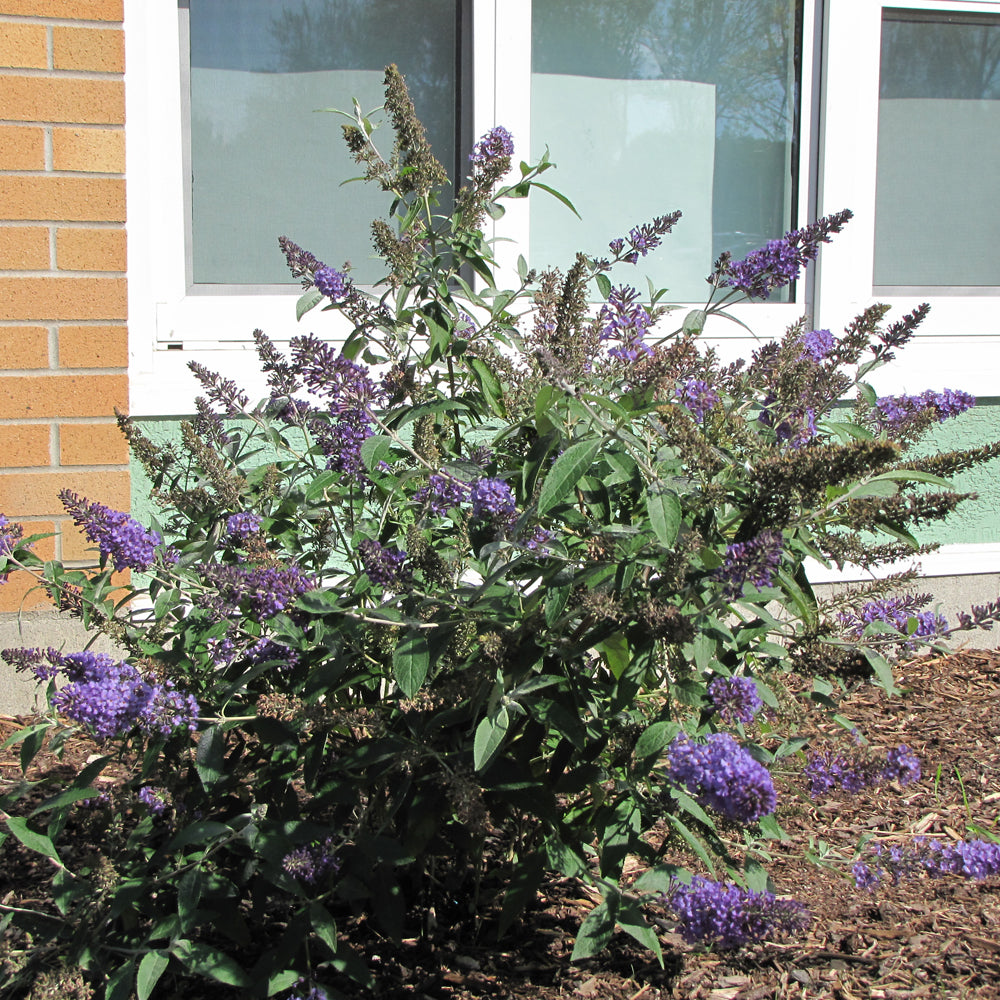 Nanho Blue Butterfly Bush