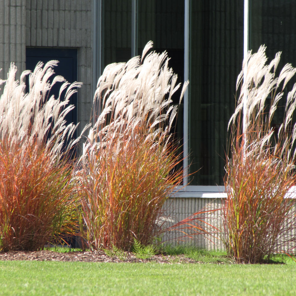 Miscanthus sinensis 'Purpurascens'