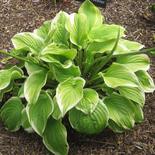 Hosta 'Fragrant Bouquet'