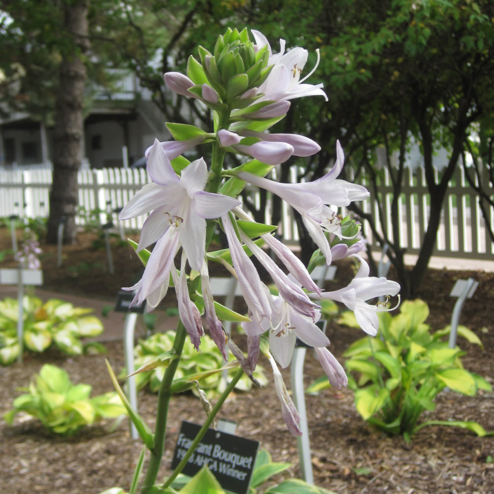 Fragrant Bouquet Hosta