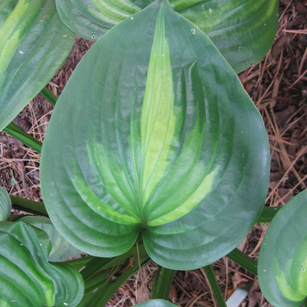 Avocado Hosta