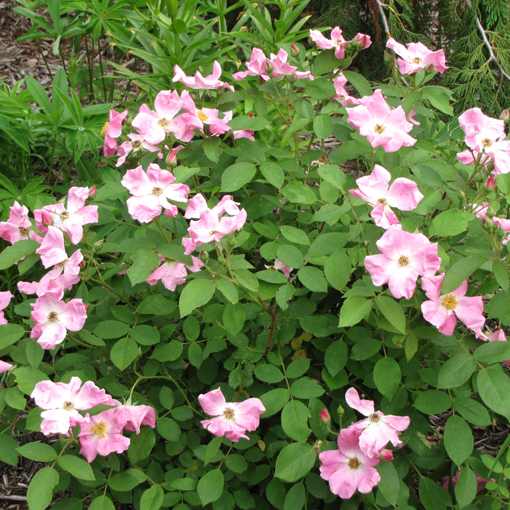 Rugosa Rose