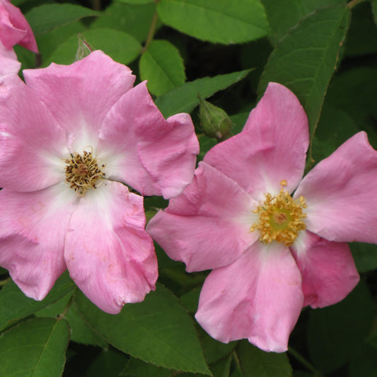 Rosa rugosa