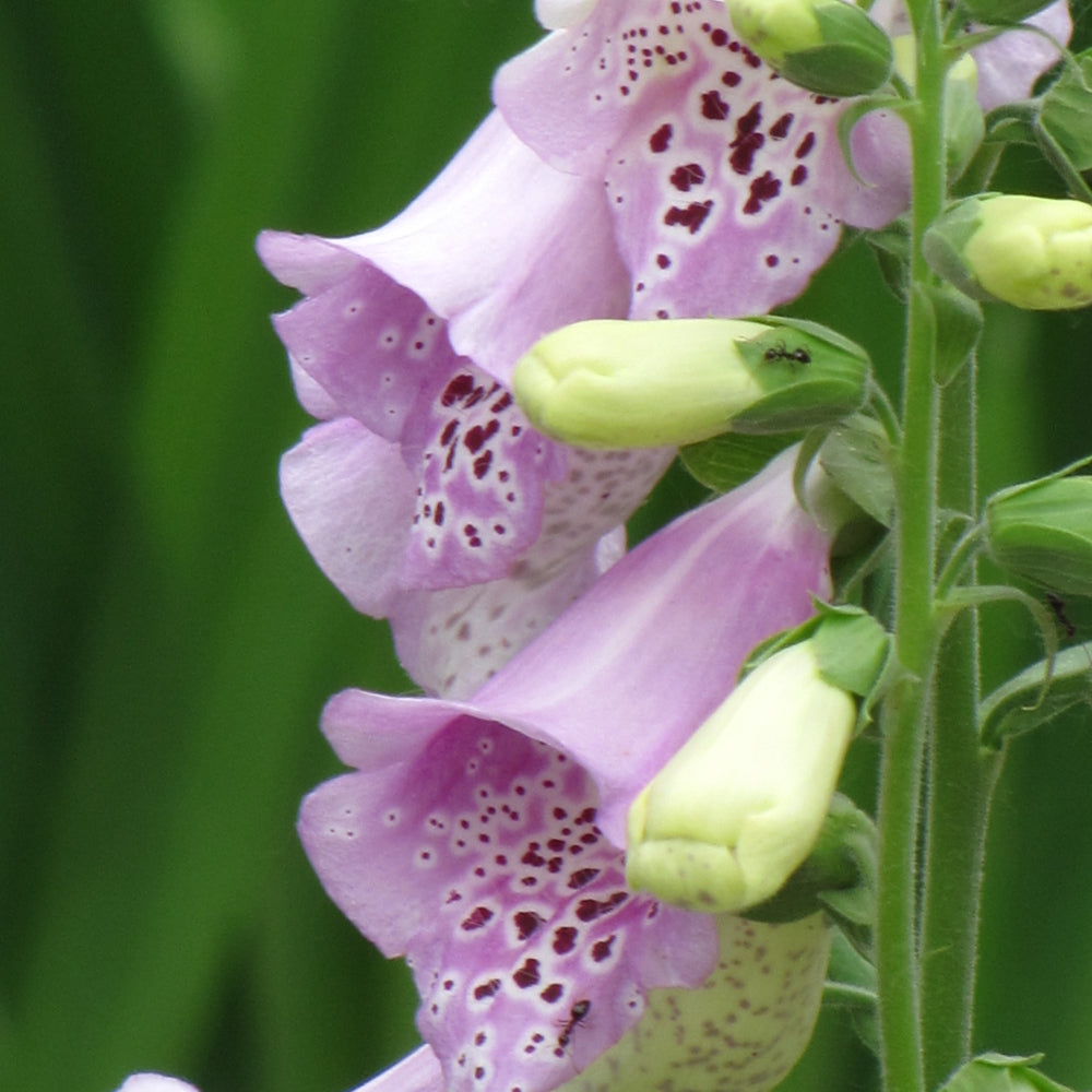 Camelot Lavender Foxglove