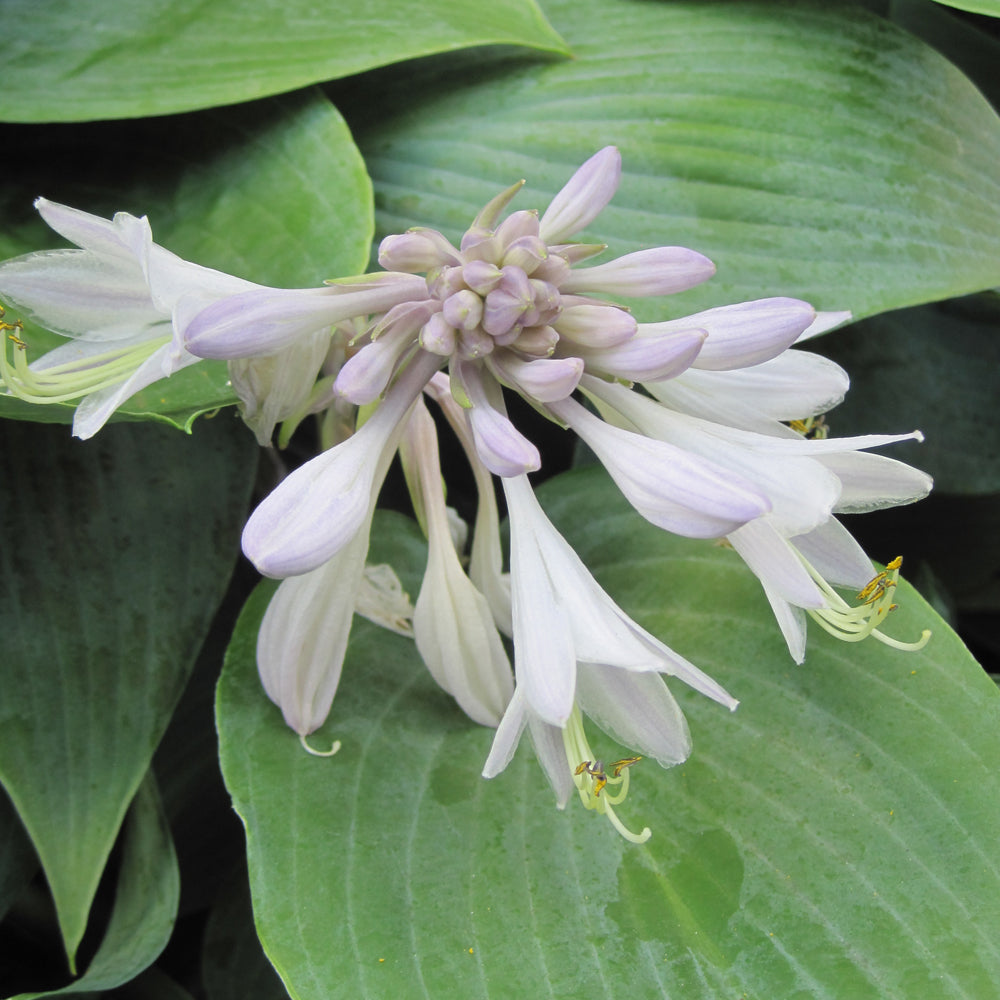 Halcyon Hosta