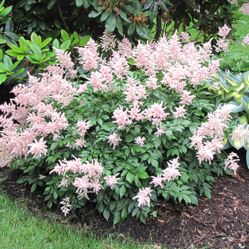 Peach Blossom Astilbe