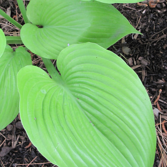 Hosta 'Sum and Substance'