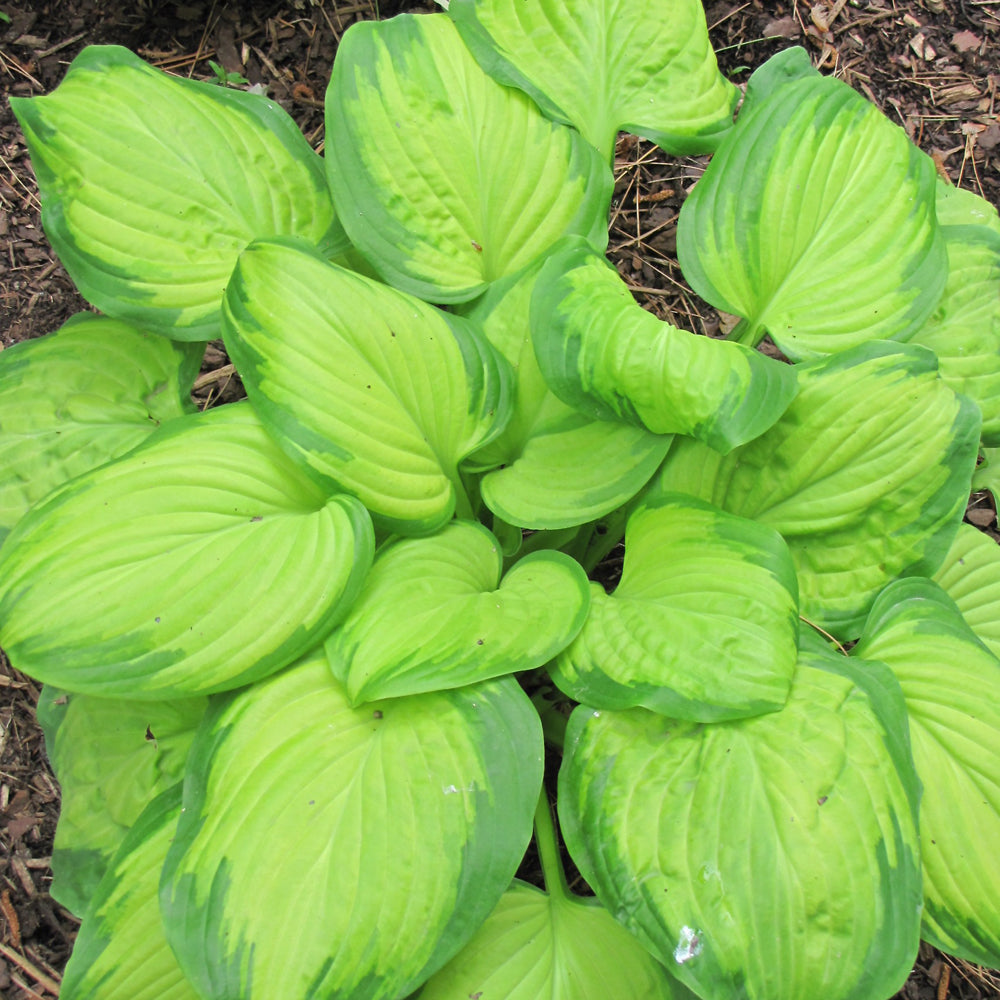 Hosta 'Stained Glass'