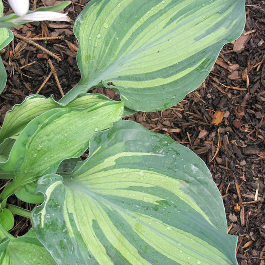 Hosta 'Lakeside Paisley Print'