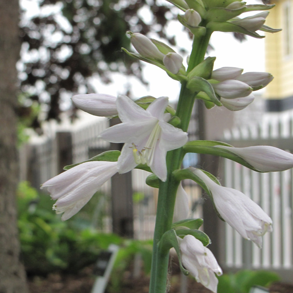 Lakeside Paisley Print Hosta