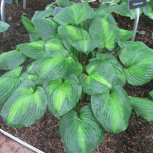 Hosta 'Avocado'