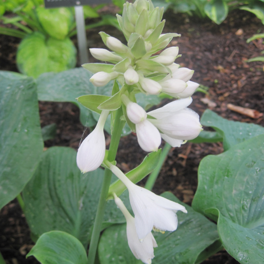 Elegans Hosta